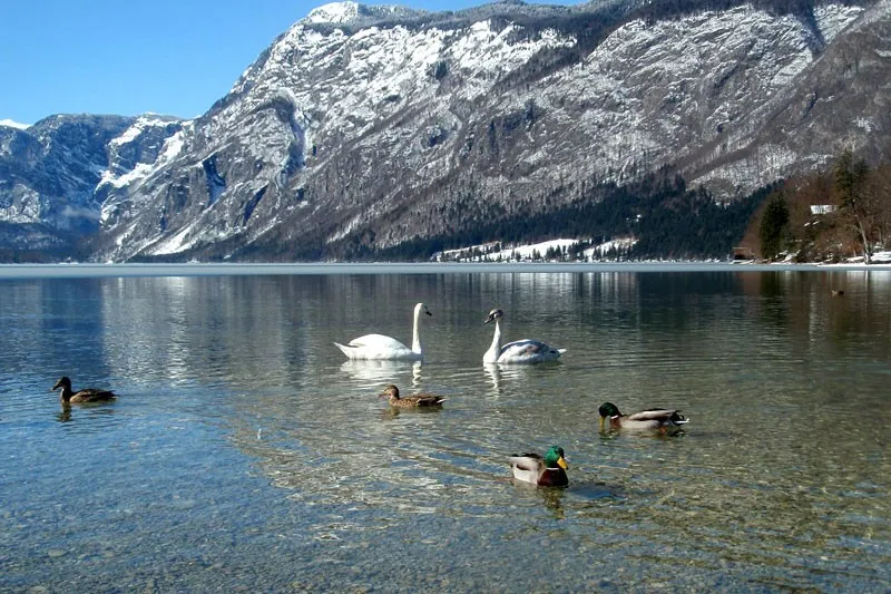 Bohinjsko jezero z labodi, zadaj zasnežene gore